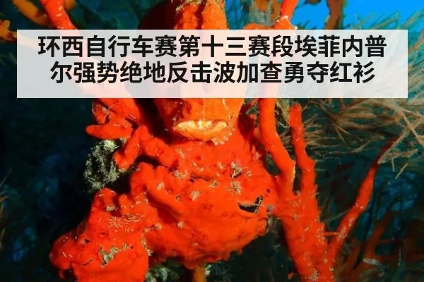 环西自行车赛第十三赛段埃菲内普尔强势绝地反击波加查勇夺红衫